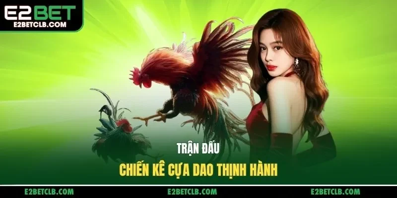 Trận đấu chiến kê cựa dao thịnh hành